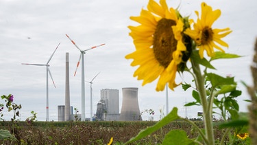 Sonnenblumen im Vordergrund, dahinter Windkrafträder und ein Atomkraftwerk | Bild: picture-alliance/dpa