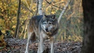 Wolf im Wald | Bild: Pixabay