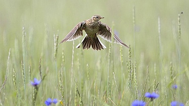 Feldlerche fliegt über ein Feld | Bild: picture-alliance/dpa