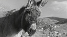 Ein Esel posiert als Fotomodell auf der griechischen Insel Hydra 1967. | Bild: BR