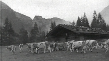 Diese Dokumentation zeigt die Almen im Jahr 1956. | Bild: BR