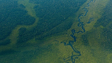 Luftblick auf den Wald im Amazonas nahe Sao Gabriel da Cachoeira.  | Bild: dpa-Bildfunk/Diego Baravelli