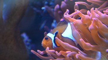 Meeresfische / Der Anemonenfisch ist unter Aquaristen einer der beliebtesten Bewohner eines Meerwasseraquariums. | Bild: BR | TEXT + BILD Medienproduktion GmbH & Co. KG | Ralph Wege