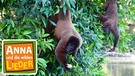 Das Affen-Alphabet / Was die Affen oben auf dem Baum treiben, darüber singt Anna. | Bild: BR/TEXT + BILD Medienproduktion GmbH & Co. KG
