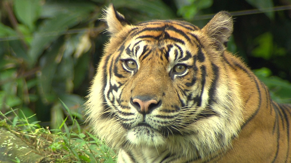 Im Revier der Tiger | Typisch für den Sumatra-Tiger ist der ausgeprägte Backenbart. | Bild: BR | Text und Bild Medienproduktion GmbH & Co. KG