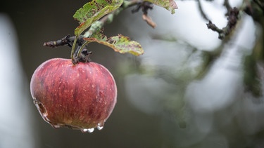 Einzelner Apfel am Ast | Bild: Picture alliance/dpa
