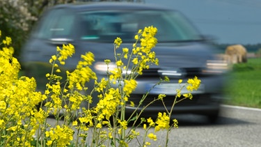 Fahrendes Auto vor Straßenrand mit Rapsblüten | Bild: picture-alliance/dpa