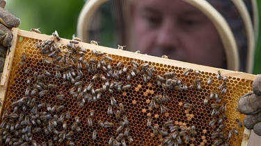 Bienen | Bild: dpa-Bildfunk/Friso Gentsch