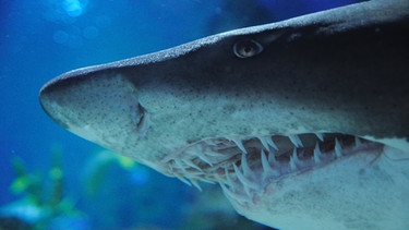 Der Hai hat eine besondere Haut, die Fähigkeiten des Tiers mit den furchterregenden, spitzen Zähen interessiert die Bioniker. | Bild: colourbox.com