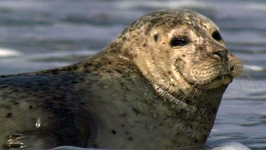 Das Wattenmeer ist ein wichtiger Lebensraum für viele Tierarten. | Bild: BR/SWR