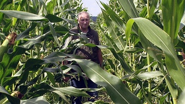Der Mais steht gut in diesem Jahr. Jetzt hängt es davon ab, ob sie zur Ernte mit den Maschinen auf die Felder kommen. | Bild: BR/SWR