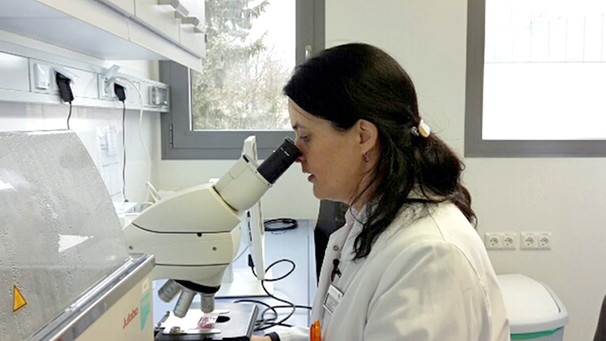 Prof. Claudia Traidl-Hoffmann untersucht, ob Stickoxide Birkenpollen aggressiver machen. | Bild: BR/NDR/Antje Büll