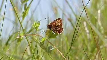Ganz leise und langsam verschwinden sie, die prachtvollen Schmetterlinge. | Bild: BR/rbb