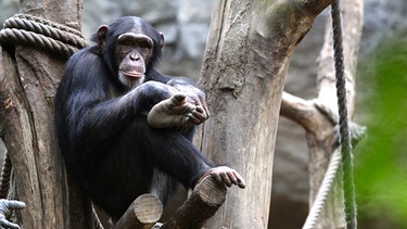 Ein Schimpanse im Pongoland Leipzig, einer weltweit einzigartigen Menschenaffenanlage. | Bild: BR/Hoferichter & Jacobs GmbH/MDR