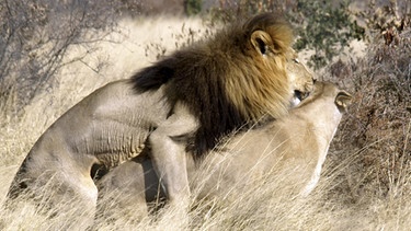 Kalahari-Löwen unterscheiden sich von den Artgenossen in anderen Regionen Afrikas: Sie sind größer und schlanker, ihr Fell ist heller, die Mähne ausgewachsener Männchen dafür fast schwarz. | Bild: BR/MDR/Cornelia Volk