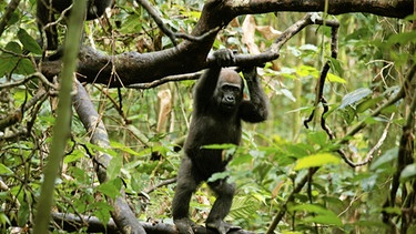 Von klein auf können sich Gorillas sicher im Gewirr der Äste bewegen. | Bild: BR/NDR/NDR Naturfilm/Christina Karliczek