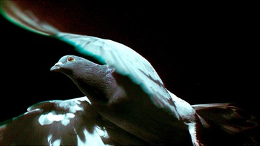 Startende Taube: Eine einfache Taube kann ihre Flügel in einer Art und Weise kontrollieren und bewegen, die wir zum heutigen Zeitpunkt nicht kopieren können. | Bild: BR/ORF/MR-Film