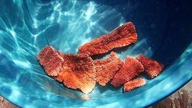 Fragmente der Hoffnung: diese kleinen Korallen-Stücke werden im Belize Riff dort „gepflanzt“, wo alte Korallen gestorben sind. | Bild: BR/NDR/SWR