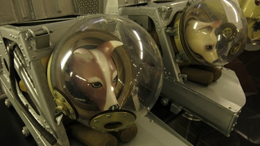 Nachbildungen der Hunde, die als erste Lebewesen in sowjetischen Raumschiffen in den Kosmos reisten. | Bild: BBC/BR/NASA/Michael Lachmann