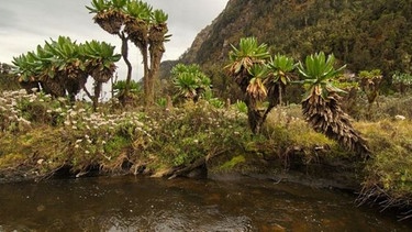 Vegetation in den Bergen des Ruwenzori-Nationalparks. | Bild: BR/NDR/Terra Mater/WDR/Harald Pokieser