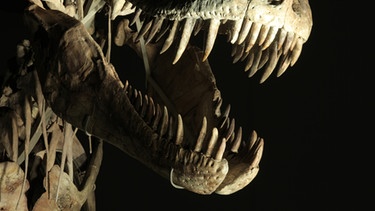 Modell eines Tarbosaurus im Naturkundemuseum der mongolischen Hauptstadt Ulaanbaatar. | Bild: BBC 2013/BR/Josh Green
