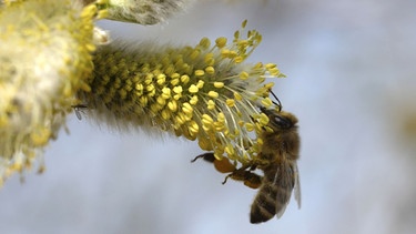 Biene auf einer Blüte. | Bild: BR/HR