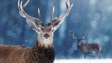 Ein Hirschbulle im winterlichen Wald. | Bild: BBC / Shutterstock/Delbars