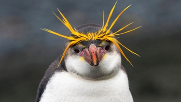 Der Königspinguin lebt in Kolonien mit nicht selten mehreren Tausend Tieren. | Bild: BBC / Shutterstock/Agami Photo Agency