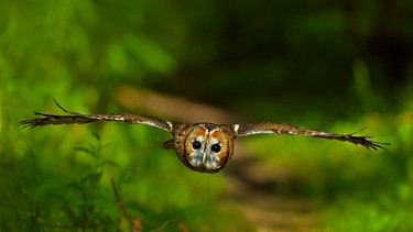 Ein Waldkauz im Flug. | Bild: BBC/BR/Naturepl.com/Andy Rouse