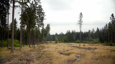 Dem Wald in Deutschland geht es so schlecht wie nie: Überall tote Bäume aufgrund von Hitze, Trockenheit und Schädlingen. | Bild: HR