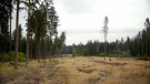 Dem Wald in Deutschland geht es so schlecht wie nie: Überall tote Bäume aufgrund von Hitze, Trockenheit und Schädlingen. | Bild: HR