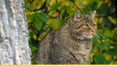 Die Wildkatze fühlt sich in naturnahen Wäldern wohl. | Bild: NDR/Zentralfilm