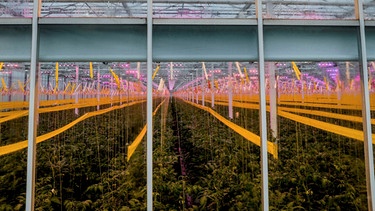 Indoor-Farm mit LED-Wachstumslampen. | Bild: picture alliance / Image Source | Caption Photo Gallery