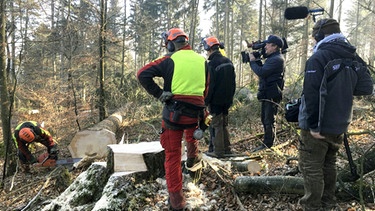 Holzernte im Wald des Fürsten von Hohenzollern - Waldmanager Raimund Friderichs schaut bei seinen Mitarbeitern im Wald vorbei. | Bild: BR/SWR