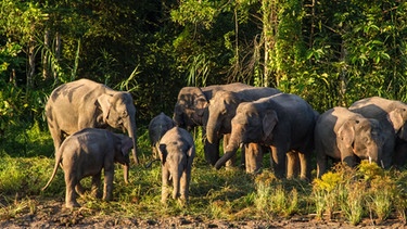 Eine Elefantenherde am Kinabatangan. | Bild: BR/Udo Zimmermann