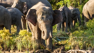 Borneos Waldelefanten. | Bild: BR/Udo Zimmermann