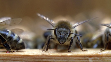 Seit Jahren sterben die Bienen. Weltweit, leise und unauffällig. In den vergangenen Jahren lag die Sterberate der Bienenvölker Europas bei durchschnittlich 20%. In Deutschland sogar bei bis zu 30%. | Bild: BR/SWR/Ralph Gemmecke