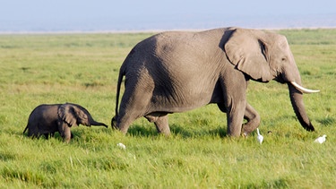 Afrikanische Elefanten im Amboseli National Park in Kenia. | Bild: BBC 2013/BR/BBC