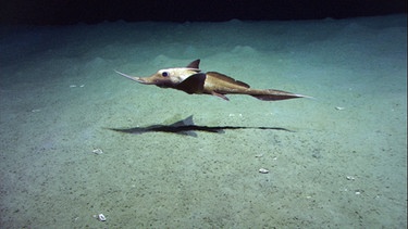 Eine Chimäre, ein sehr seltener Tiefseehai. | Bild: BR/Florian Guthknecht