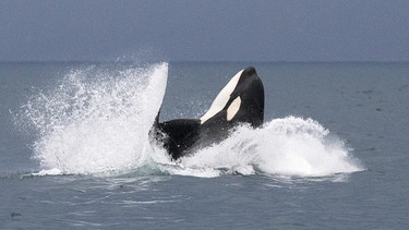 Ein springender Orca. | Bild: BR/NDR/Gretchen Freund
