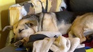 Hündin Bella schläft auf zerbissener Couch.
| Bild: BR/SWR