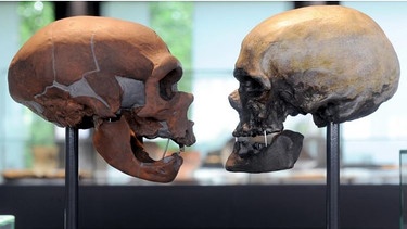 Unsere Vergangenheit schaut uns an: Paläogenetiker haben die Gene von Neandertalern miteinander verglichen – und mit denen des Homo sapiens | Bild: picture-alliance/dpa