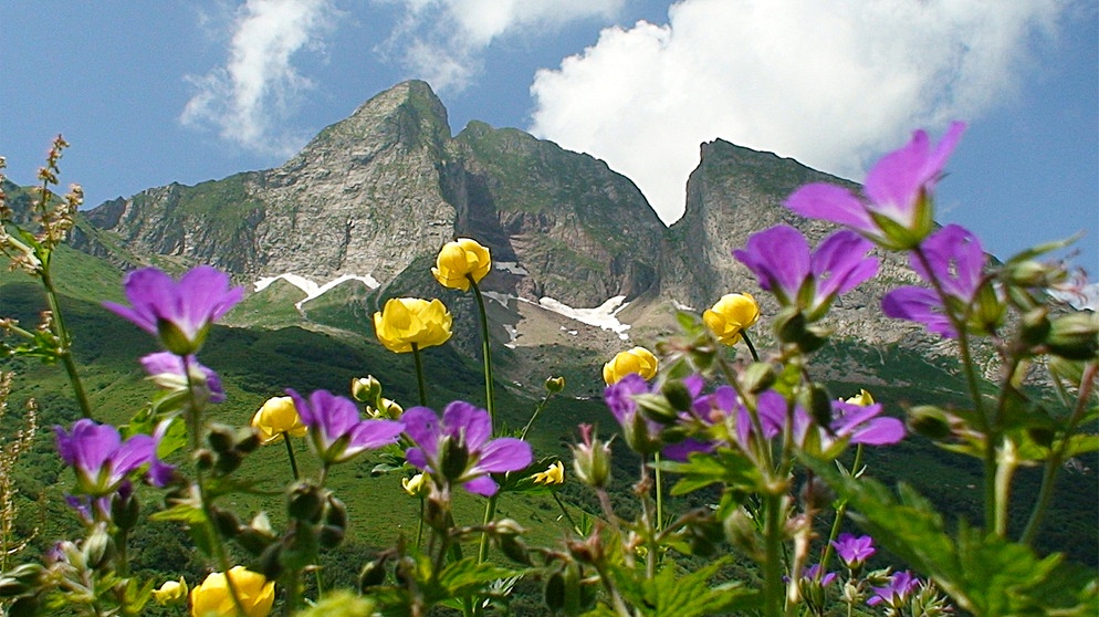 Die Höfats, ein einzigartiger Berg, steil und zackig - und trotzdem grün und blumenübersät bis zum Gipfel. | Bild: BR/Gerhard Baur