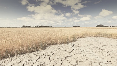 Ein ausgetrocknetes Feld mit vertrocknetem Getreide. | Bild: stock.adobe.com/Bas Meelker
