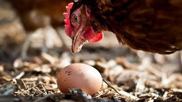 Ein Huhn aus Freilandhaltung betrachtet ein Ei auf einem Bauernhof.  | Bild: dpa-Bildfunk/Victoria Bonn-Meuser