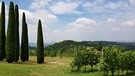 Weinberge auf dem Weingut Podere Palazzo bei Cesena  | Bild: BR