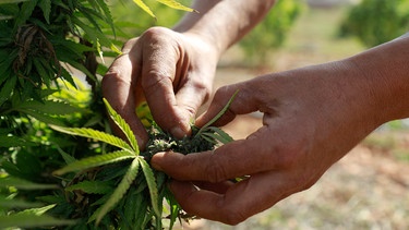 Sammeln von Cannabisblüten. | Bild: dpa-Bildfunk/Clara Margais