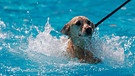 Hund schwimmt | Bild: Picture alliance/dpa
