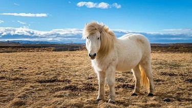 Island-Pony in Island | Bild: colourbox.com