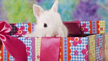 Ein weißes Kaninchen schaut aus einem Weihnachtsgeschenk heraus | Bild: pa/ImageBroker